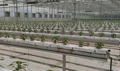 智能農業(yè)傳感器廠家