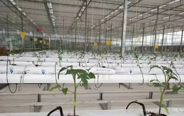 種植物聯(lián)網(wǎng)設(shè)備